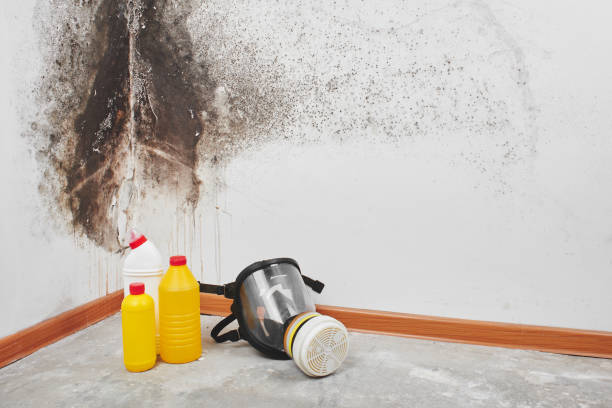 Best Emergency Mold Removal  in Braddock, PA
