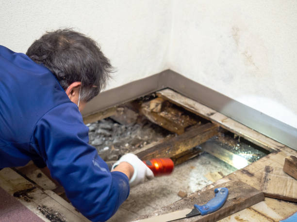 Best Attic Mold Removal  in Braddock, PA