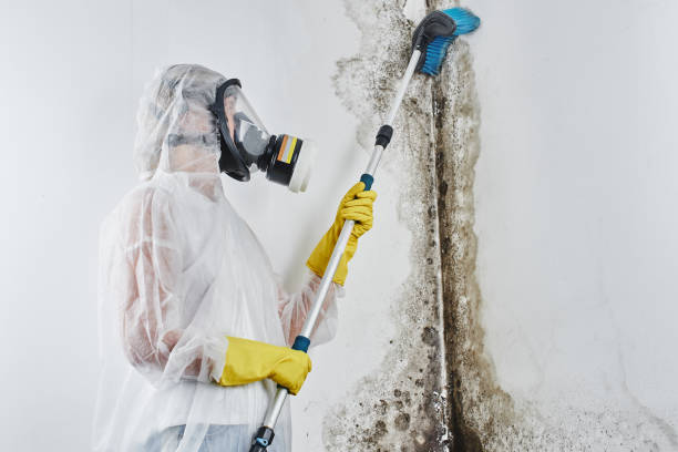 Best Professional Mold Removal  in Braddock, PA