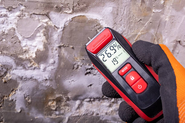 Best Residential Mold Removal  in Braddock, PA