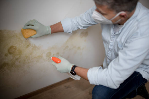 Braddock, PA Mold Removal Company