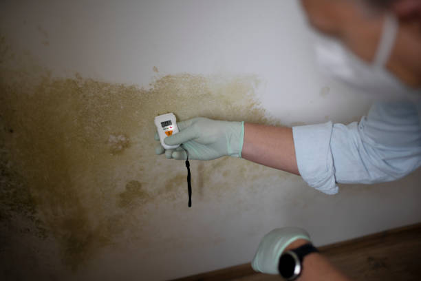 Best Professional Mold Removal  in Braddock, PA