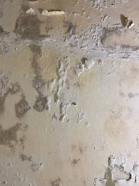 Home Mold Removal in Braddock, PA