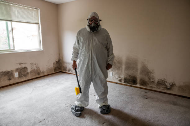 Best Affordable Mold Removal  in Braddock, PA