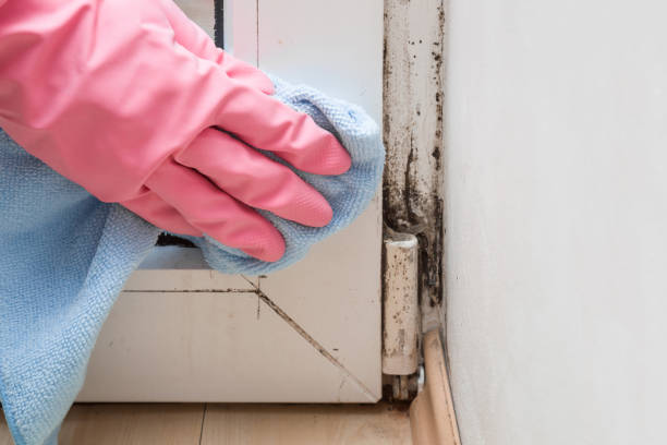 Best Water Damage Restoration  in Braddock, PA