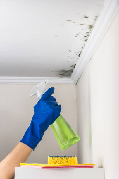 Best Toxic Mold Removal  in Braddock, PA