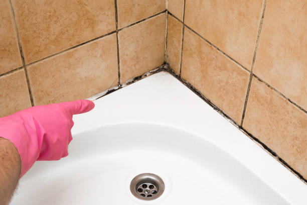 Best Commercial Mold Removal  in Braddock, PA