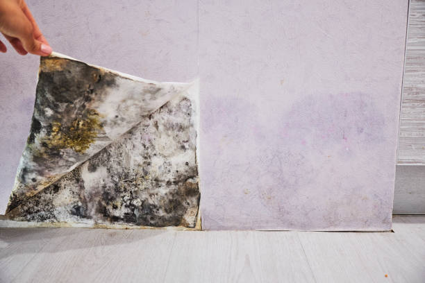 Best Mold Testing  in Braddock, PA